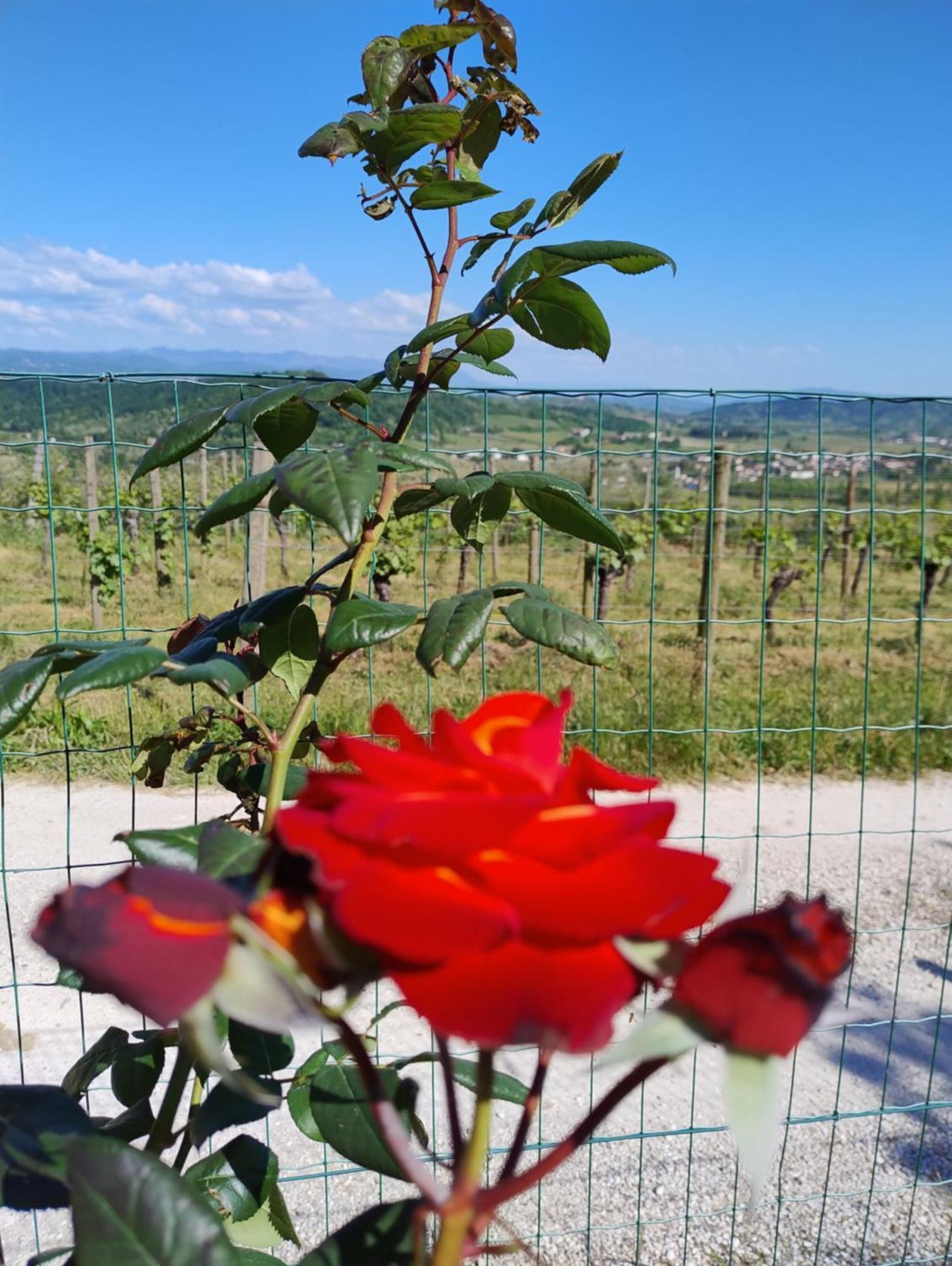Le Badie Wine Resort Rosazzo Buitenkant foto